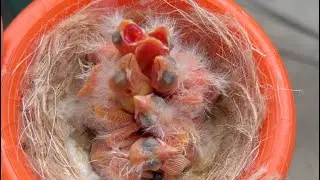 Suivi d’élevage Nº2 que des bonnes nouvelles !! 😀#nouvellechaine #oiseaux #canary #elevage