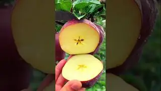 Hidden Health Secret in Your Kitchen!Live 100 years naturally #Shorts #plants #farming