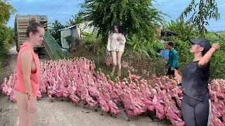Close-up of the truck carrying ducks moving to a new land