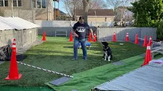 DMWYD Stunt Dog Professional Harrison