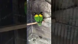 Black mask love birds 🤩@birdsgang2.0