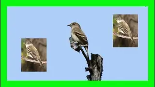 Alder Flycatcher Song! Alder Flycatcher Call! Sound! - Mosquero Alisero Canto - Empidonax Alnorum