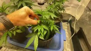 West Coast Croppers   Week 6 veg Crop King Seeds Mango Kush get defoliated, Mars Hydro ts1000,TNB Na