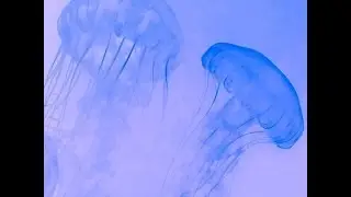 Ftureable - Oceanic w/Chris Havok