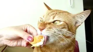 Cat Eating Cat Mountain King Durian!