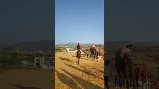 #rider #ajmer #shorts #puskar main horse riding available#ktm #support #trendingshorts
