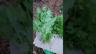 spinach and cilantro harvesting from my garden #gardening #zone6b #indiangarden