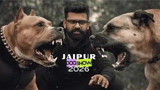 Bully got into a fight with Kangal in Jaipur Biggest Dog Show - 2026