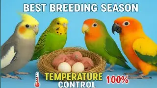 Best Season & Temperature for Parrot Breeding 🔥 Full Guide l How To Control Temperature Birds Shed