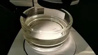 planaria/flat worm