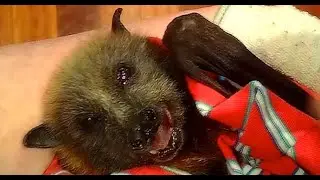 Juvenile flying-fox in care:  this is Lavender Blues first 24 hours
