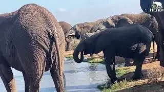 The Elephants React to Bee Pheromones in a New Study with HERD