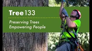 Introducing Tree133 professional arborists