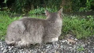 【Cat Video】 meowmeow Happy ＳＰＥＣＩＡＬ　#cat  #cats  #cute  #猫  #地域猫  #野良猫  #作業用