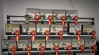 Concurso  Periquitos ACEP SBS 2025 - Budgerigar contest