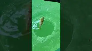 That&rsquo;s what happened if you fish in deep water #funny #fishy #fishsense #sadfish #shorts#perch#yt