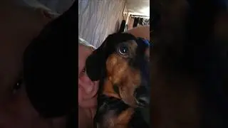 #собака #кемерово #животные #суперсобака #такса #собаки