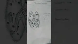 12th Bio-Zoology record... diagram 🌸🎶🦋