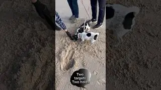 I dug two holes and curious dogs just had to see what I was doing🐶 #beachdetecting #equinox900