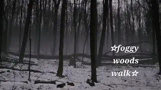 a foggy woods walk and talk 