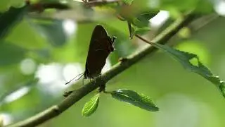 Black Hairstreak Ovipositing at Salcey Forest