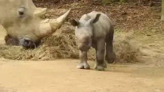 Hamilton zoo baby rhino - July 2016