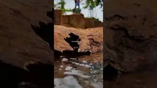 Ajana asuna #odia #trending #song #new #sailendra_new_video #viral #shorts @kumarkartik1143