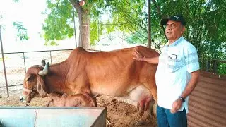 INDIAN GIR COW CATTLE CARE AFTER DELIVERY
