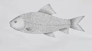 How to draw a fish easily step by step / How to draw Labeo Rohita for biology exam