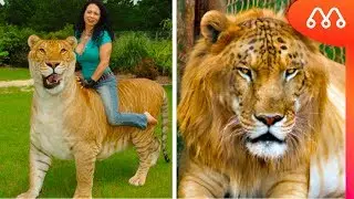 5 FELINOS HÍBRIDOS MAIS INCRÍVEIS DO MUNDO - MAIORES DO MUNDO