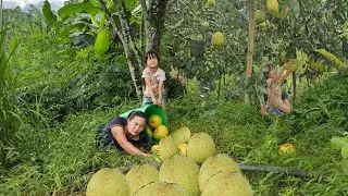 a great day harvesting grapefruit, techniques for taking care of chickens that grow very quickly