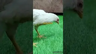 ‪83281&nbsp;03960‬