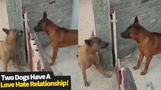 Two dogs can't figure out if they love each other or hate each other