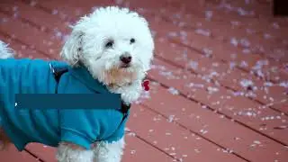 Most Popular Pet Fashion Accessories 2020