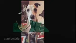 jenna marbles being her dogs
