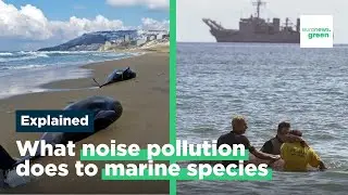 Noise pollution: What we learnt (and forgot) from whale deaths in the Canary Islands 21 years ago