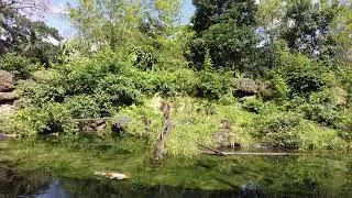 Monkey Jungle Miami