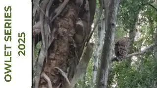 BABY OWLET | BARRED OWL SITTING IN A TREE | SERIES | 05-20-25