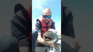 mudpike aka bowfin aka dog fish