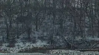 Decorah North Eagles 1-3-26 DNF perching, snowy morning