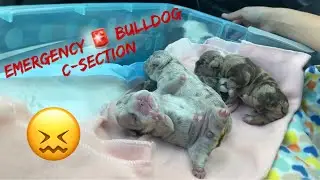 Emergency Bulldog C-Section  🚨| Memorial Day English Bulldog Litter | Merle Bulldog Puppys 2022