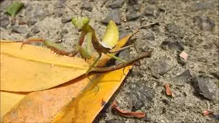 Praying Mantis by Sharon McGrigor