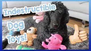 INDESTRUCTIBLE DOG TOYS! Our Top 5 Indestructible Dog Toys for Dogs that are Heavy Chewers!