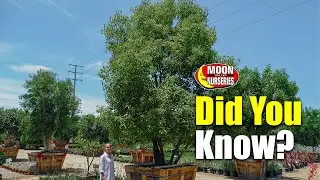 Did You Know This About the Camphor Tree?