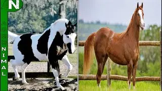 Pelagens Ex&oacute;ticas Inacredit&aacute;veis em Cavalos Quarto de Milha!