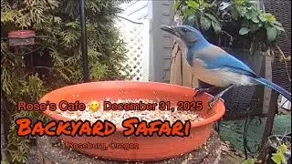 Backyard Safari - December 31, 2025