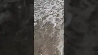 Returning a fossil shell to the ocean