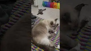 #chill #cat #милота #красиваякошка #cute #боня #ася #животные #animals #отдых #shorts