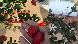 زهور عطريه + ثمار لذيذه و مفيده + منظر جمالي في نبته واحده (الكاريسا) ❤✨الياسمين الافريقي