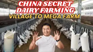 China's Secret to Successful Dairy Goat Farming  From Village&nbsp;to&nbsp;Mega&nbsp;Farm!